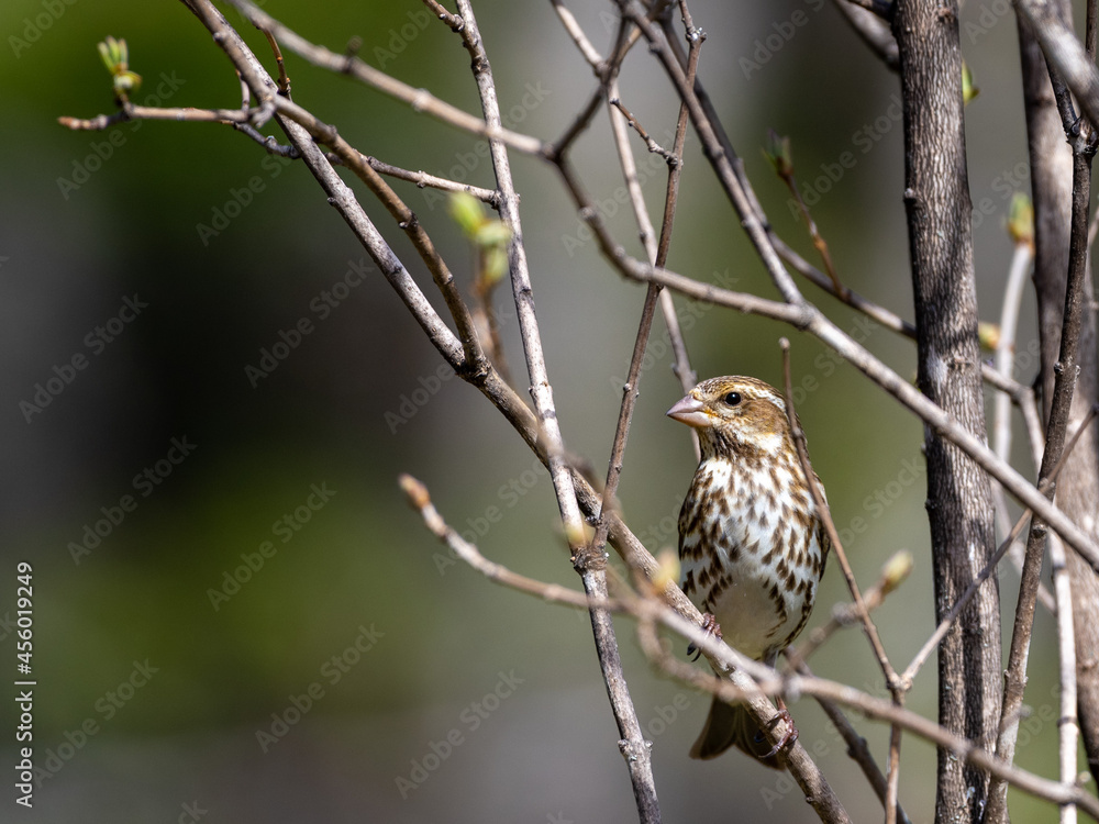 Female Purple Finch (Haemorhous purpureus) Female Purple Finch (Haemorhous purpureus)
