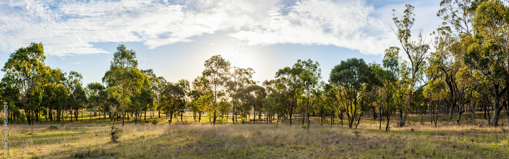 Young gum trees growing up in paddock Young gum trees growing up in paddock