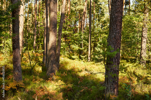sunny summer forest, trees, forest, summer