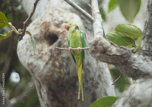 Alexandrine Parakeet