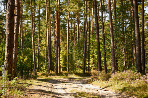 sunny forest forest road, forest, summer,path,forest path