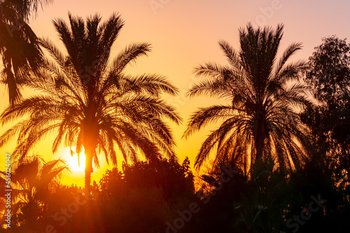 Palm trees at sunset in tropics
