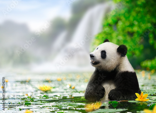 Panda enjoys bathing in a river with waterfall background photo