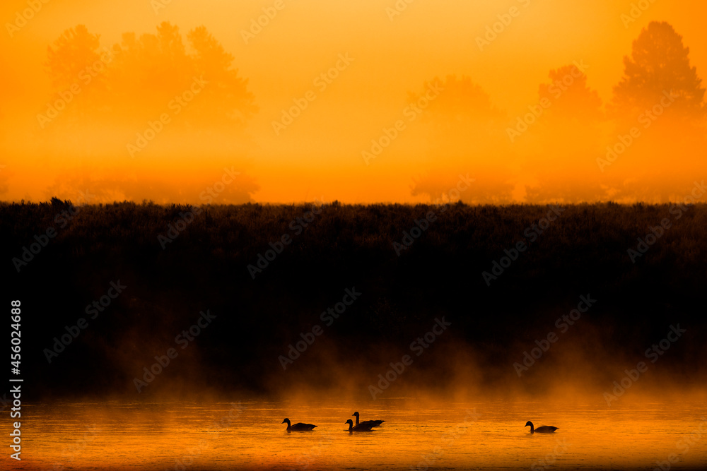 Several Canadian Geese Swimming in River with Mist or Fog and Trees