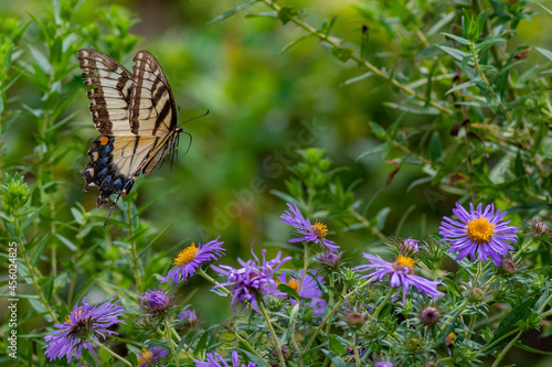 butterfly on flower