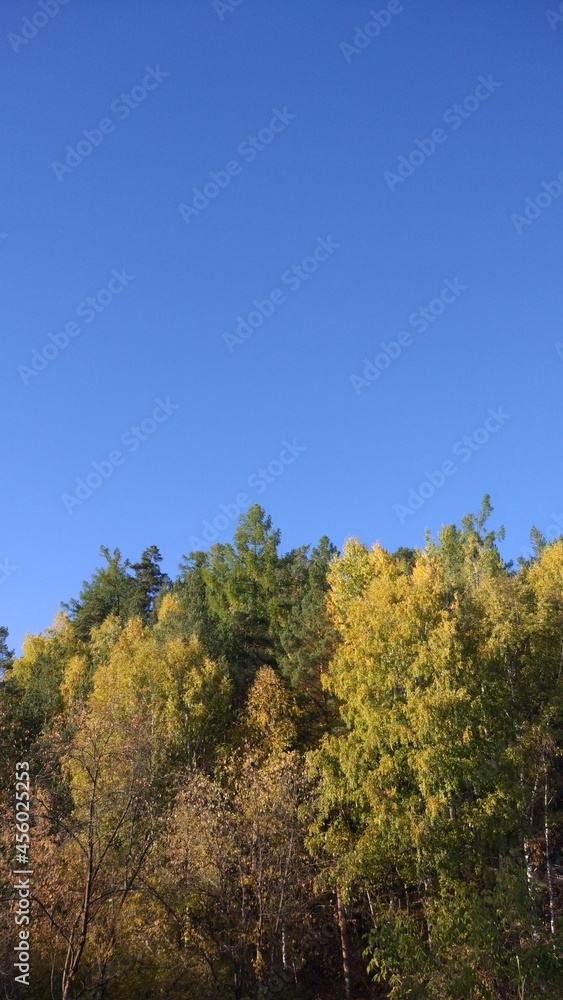 Golden autumn time. The trees are standing in a yellow-gold fire. Blue sky and a great mood during walks about this forest.