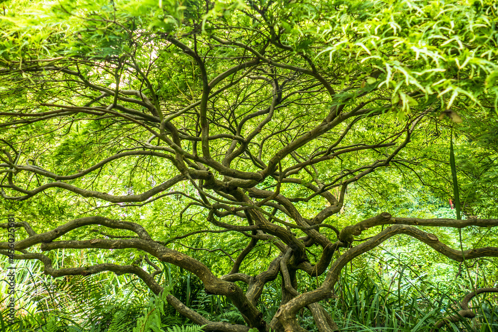 Fototapeta premium Exotische Bäume im chinesischen Garten