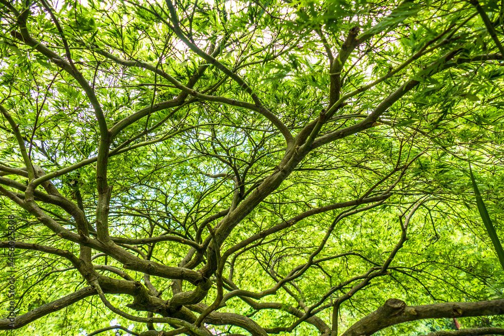 Obraz premium Exotische Bäume im chinesischen Garten
