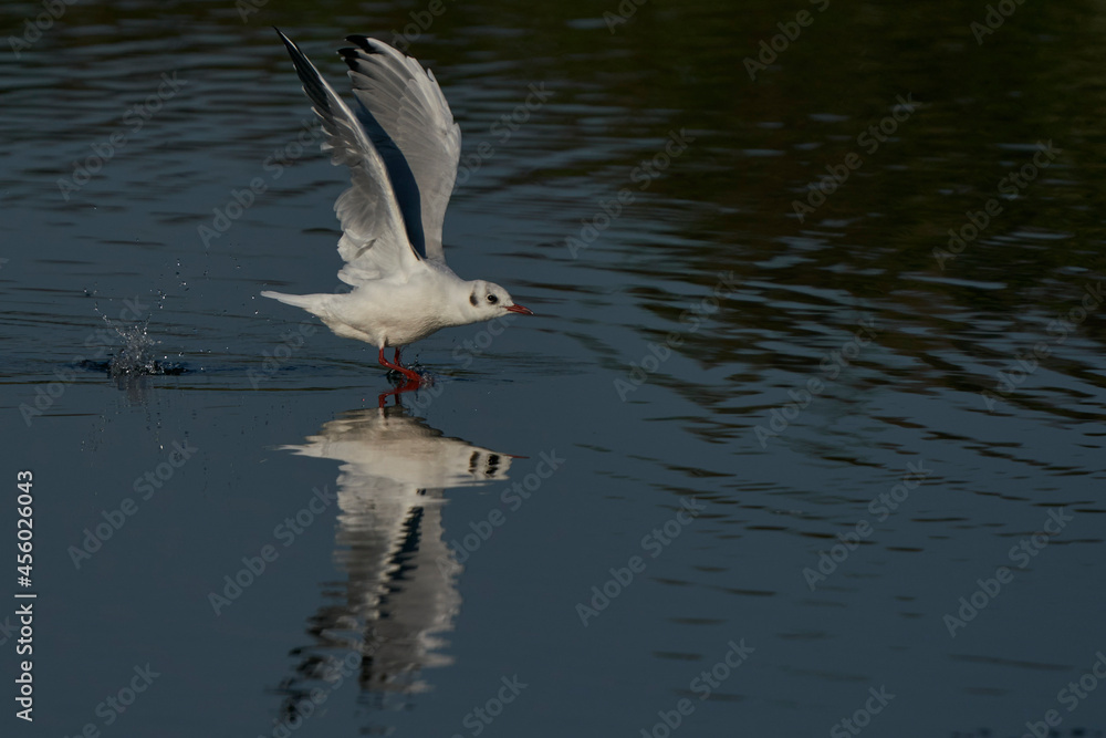 Black-headed Gull (Chroicocephalus ridibundus) taking off from a lake at Ham Wall Nature Reserve in Somerset, England, United Kingdom. Black-headed Gull (Chroicocephalus ridibundus) taking off from a lake at Ham Wall Nature Reserve in Somerset, England, United Kingdom.