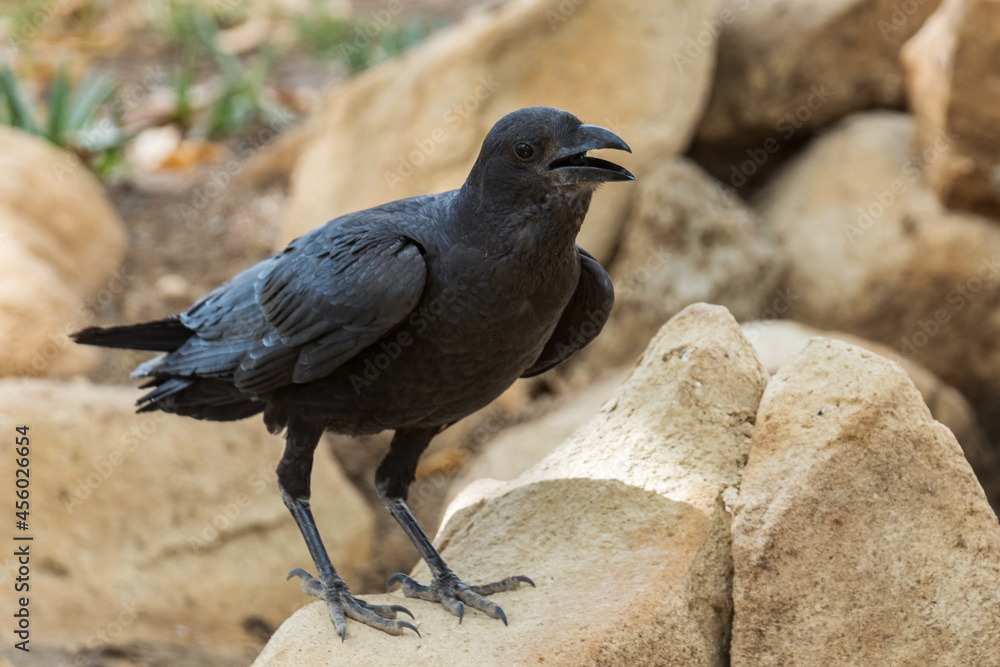 Fototapeta premium Fan-tailed Raven - Corvus rhipidurus, large black passerine bird from Horn of Africa woodlands and forests, Ethiopia.
