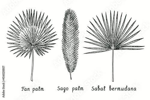 Fan palm (Livistona australia), Sago palm (Cycas revolut), Sabal bermudana leaf. Ink black and white doodle drawing in woodcut style.