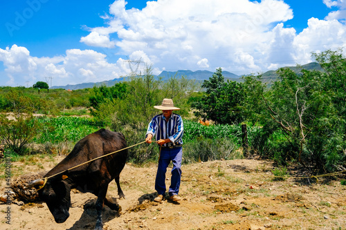 Full length of senior cattleman wearing hat pulling rope tied to cow's horn at field on sunny day photo