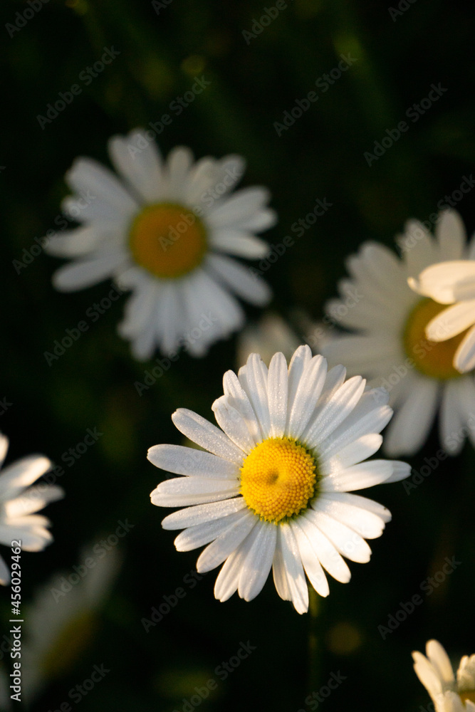 Fototapeta premium Fresh and fading Shasta daisy flowers Leucanthemum superbum dark background