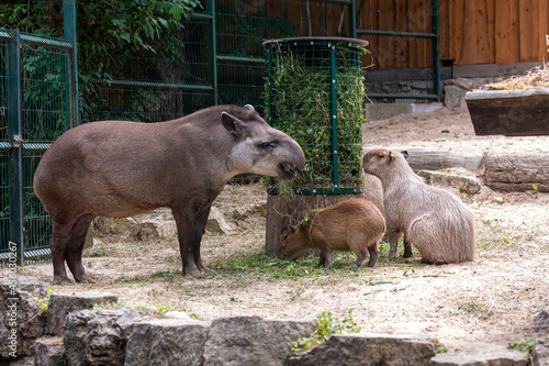 Capybara (Hydrochoerus hydrochaeris) and lowland tapir (Tapirus terrestris) during a meal, closeup photo