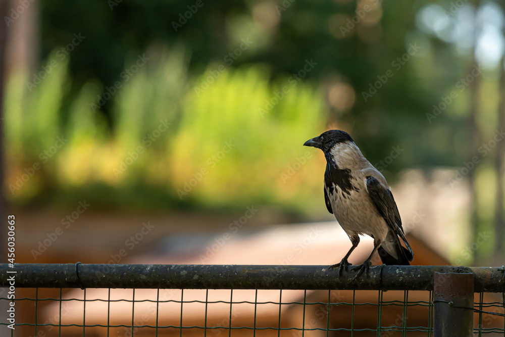 Fototapeta premium crow (Corvus cornix), also called a hood on a green natural background with copy space
