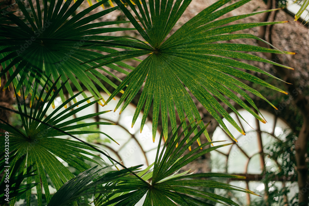 Green leaves, tropical plant growing in greenhouse Green leaves, tropical plant growing in greenhouse