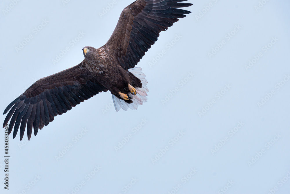 Golden eagle majestic predator raptor nature freedom flying sea winter snow Golden eagle majestic predator raptor nature freedom flying sea winter snow