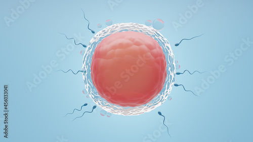 Sperm swimming fertilize the ovum in a blue background. 3D Illustration Rendering. photo