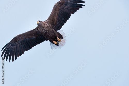 Golden eagle majestic predator raptor nature freedom flying sea winter snow