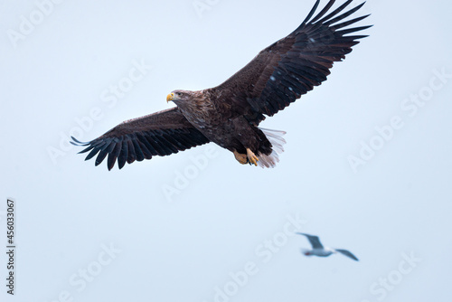 Golden eagle majestic predator raptor nature freedom flying sea winter snow © EIVIND