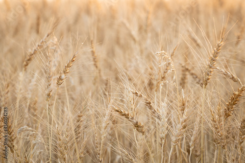 golden wheat field