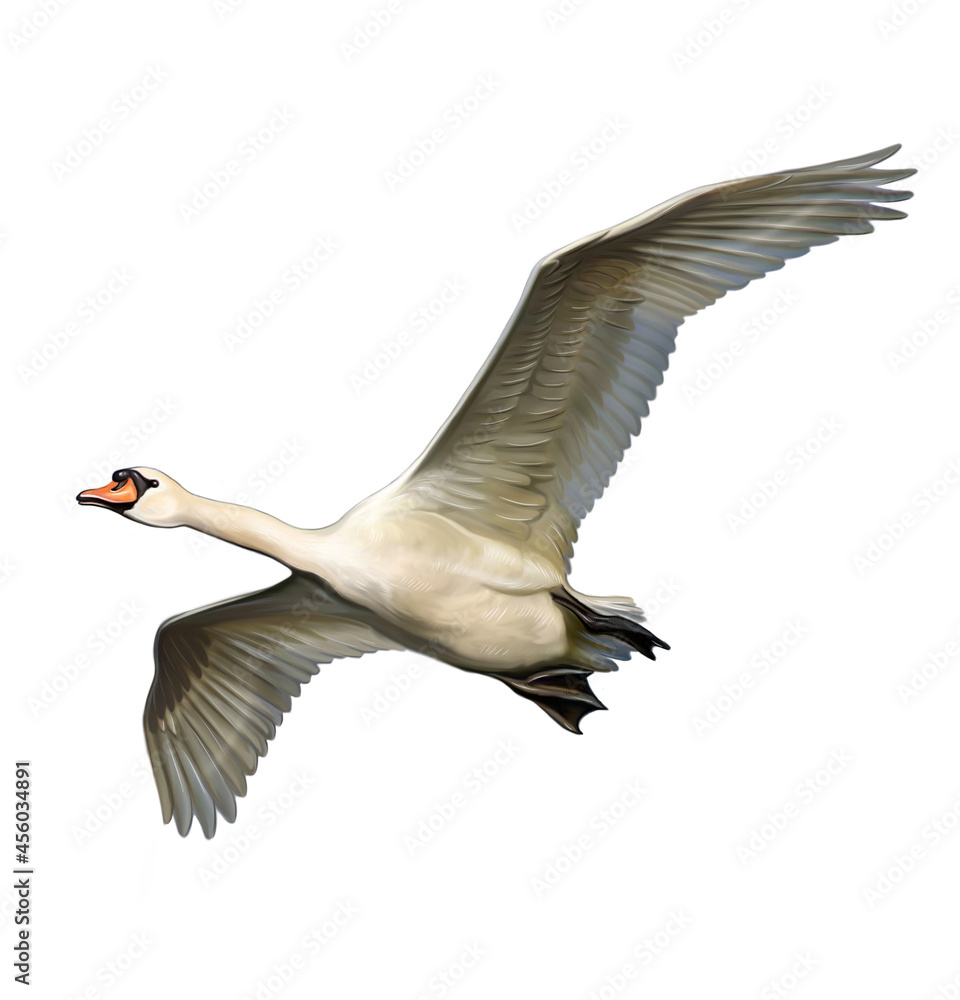 Obraz premium Swan flying (Cygnus)