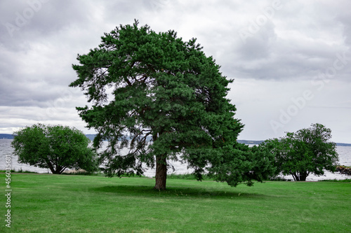 Large oak tree in a park landscape. in the background, sea and sky can be seen