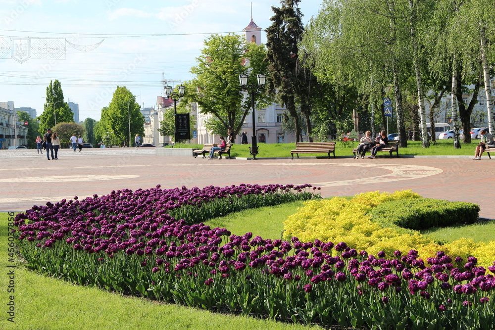 Obraz premium Flowers on flowerbed in city park. Flowerbed decoration