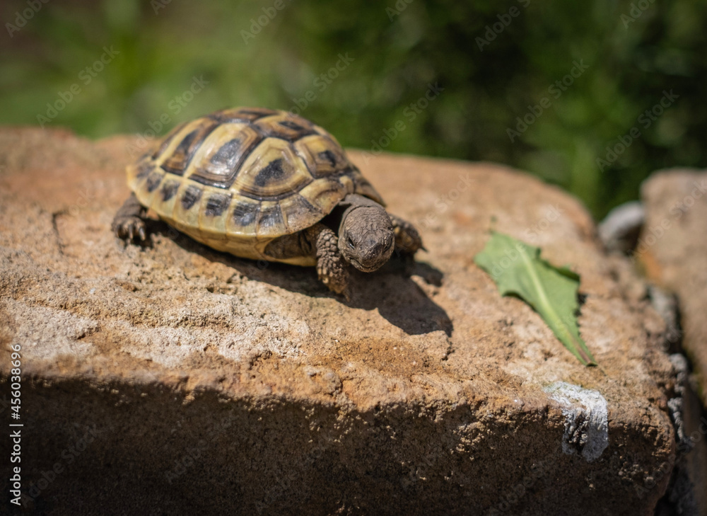 turtle on a rock turtle on a rock