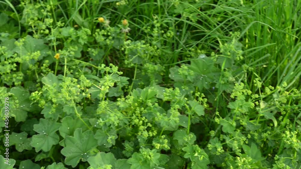 Cuff plant panorama video. Medicinal plant in the field. High quality 4k footage Cuff plant panorama video. Medicinal plant in the field. High quality 4k footage
