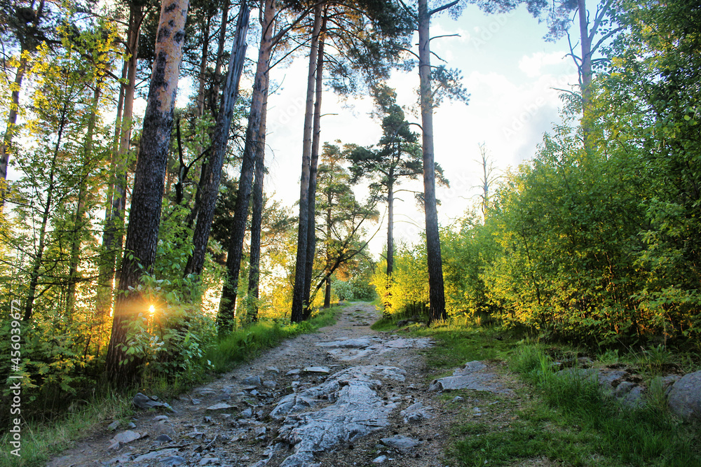 Fototapeta premium footpath in the forest