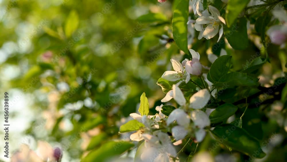 Apple blossoms in spring. Video static camera. A beautiful apple blossom in the backlight at sunset. High quality 4k footage Apple blossoms in spring. Video static camera. A beautiful apple blossom in the backlight at sunset. High quality 4k footage