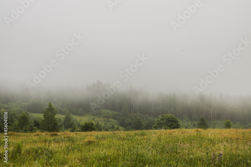 Amazing view of nature with foggy weather forest and green field