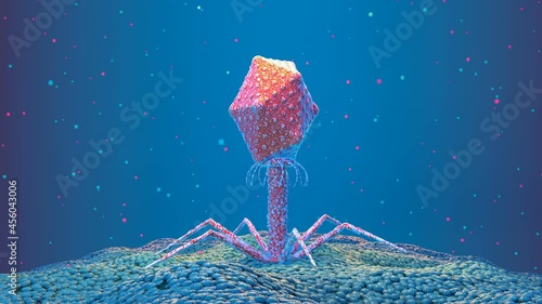 Bacteriophage infecting a bacterium, animation photo