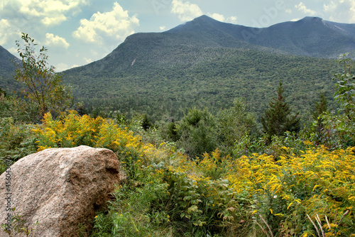 Late summer in White Mountain National Forest of New Hampshire. Scenic vista of Mount Osceola and field of colorful yellow flowering goldenrod viewed from Kancamagus Highway. photo