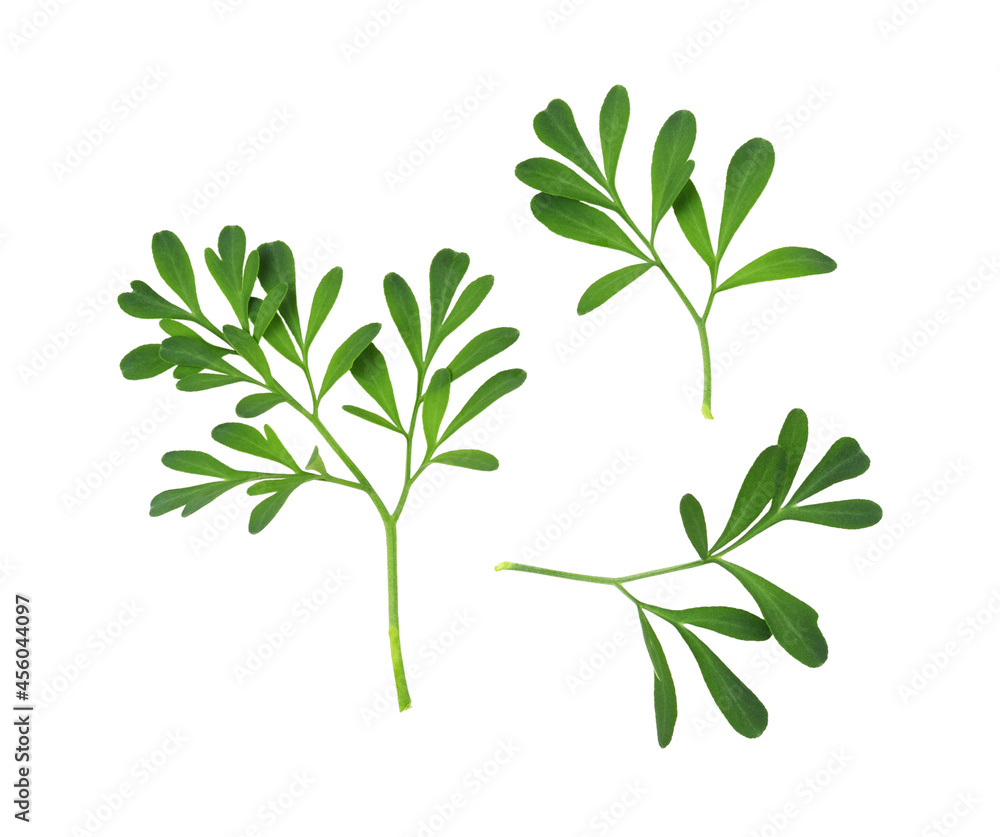 Set of green leaves  and twigs of rue (Ruta graveolens) isolated