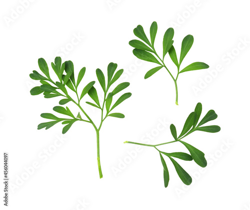 Set of green leaves  and twigs of rue (Ruta graveolens) isolated photo