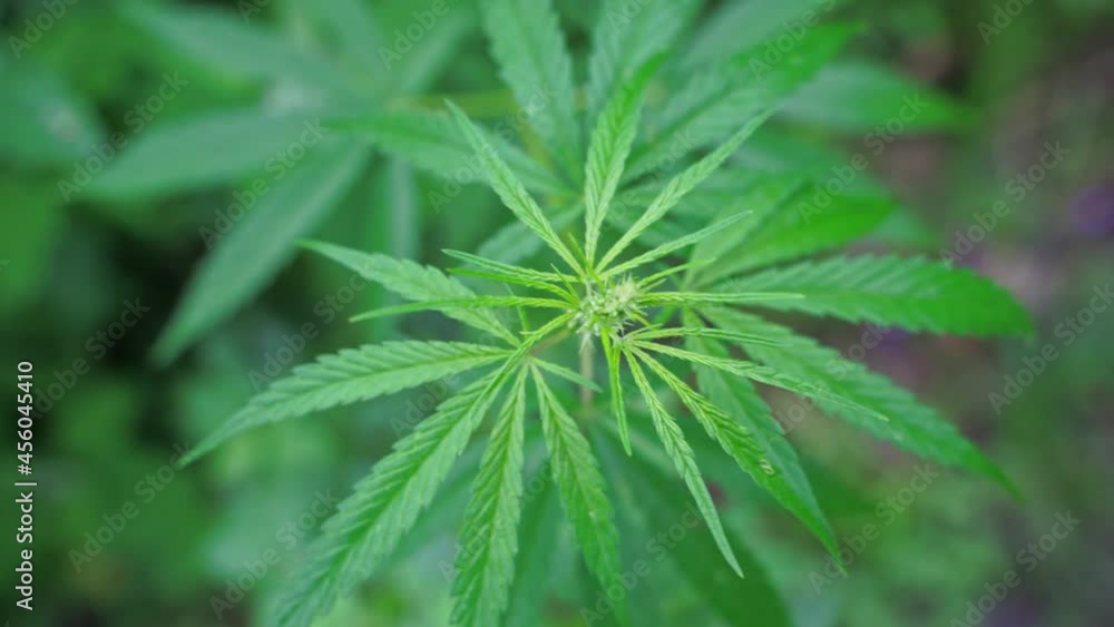 Cannabis green plant. Anti law herb. Cbd field. Hemp garden. Medicine outdoor background. Drug agriculture. Smoking nature farm. Oil weed. Science culture Cannabis green plant. Anti law herb. Cbd field. Hemp garden. Medicine outdoor background. Drug agriculture. Smoking nature farm. Oil weed. Science culture