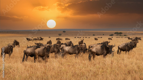 large herds of wildebeests in the African Masai Mara photo
