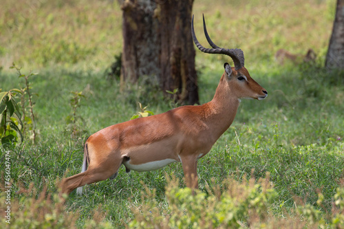 Impala (Aepyceros melampus) Maasai Mara, Kenya. © vaclav