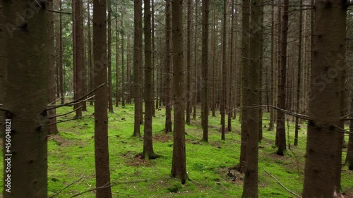 Slow reverse travel through bare trees and moss-covered ground