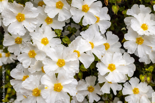 Cistus Salviifolius also sage-leaved rock-rose, salvia cistus or Gallipoli rose, a bushy shrub with inflorescences of round flowers with white petals. photo