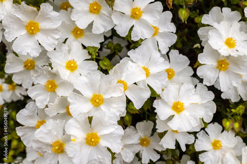 Tableau sur toile Cistus Salviifolius also sage-leaved rock-rose, salvia cistus or Gallipoli rose, a bushy shrub with inflorescences of round flowers with white petals