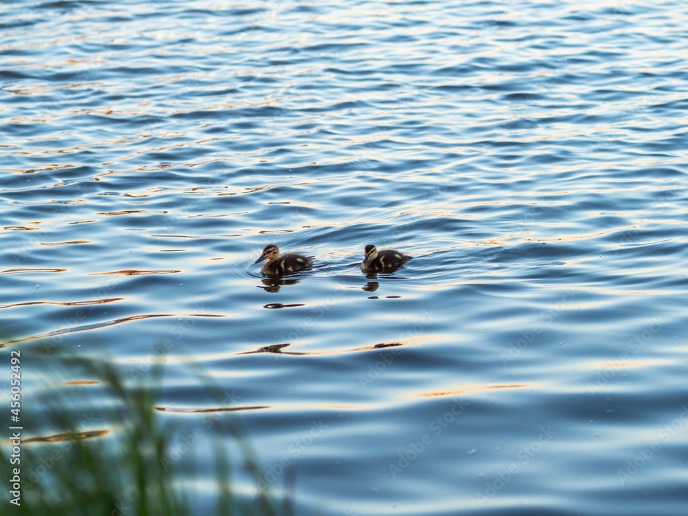 Cute little duckling swimming alone in a lake or river with calm water Cute little duckling swimming alone in a lake or river with calm water