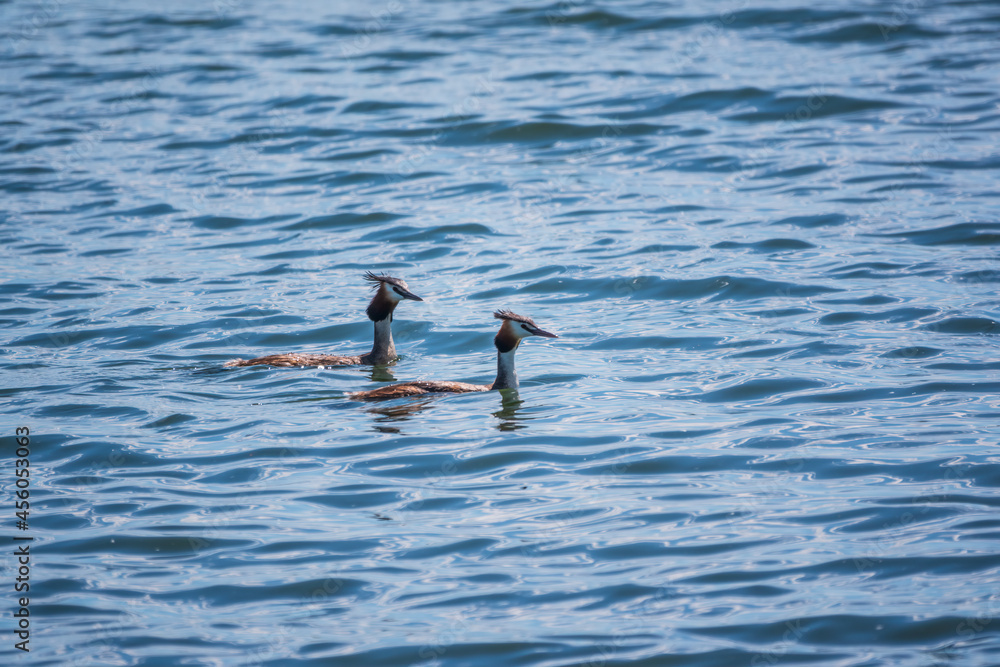 Two Great Crested Grebes swim in the lake Two Great Crested Grebes swim in the lake