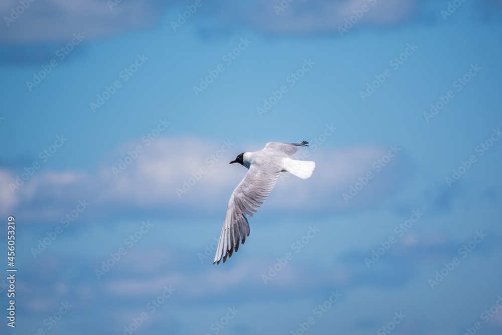 Black-headed gull of the summer feather which flies over the blue sky Black-headed gull of the summer feather which flies over the blue sky