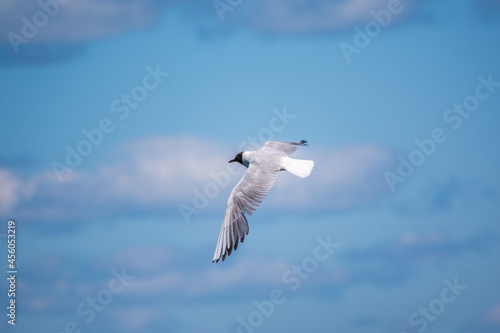 Black-headed gull of the summer feather which flies over the blue sky