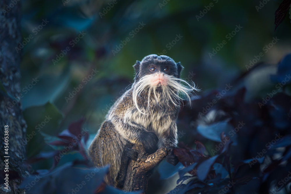 Fototapeta premium Kaiserschnurrbarttamarin