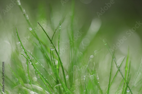 Abstract background with fresh green grass on the lawn in the morning. Defocused and beautiful bokeh.