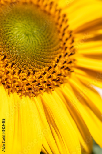 Super Macro Yellow Flower Background with real beautiful bokeh. Sunflower